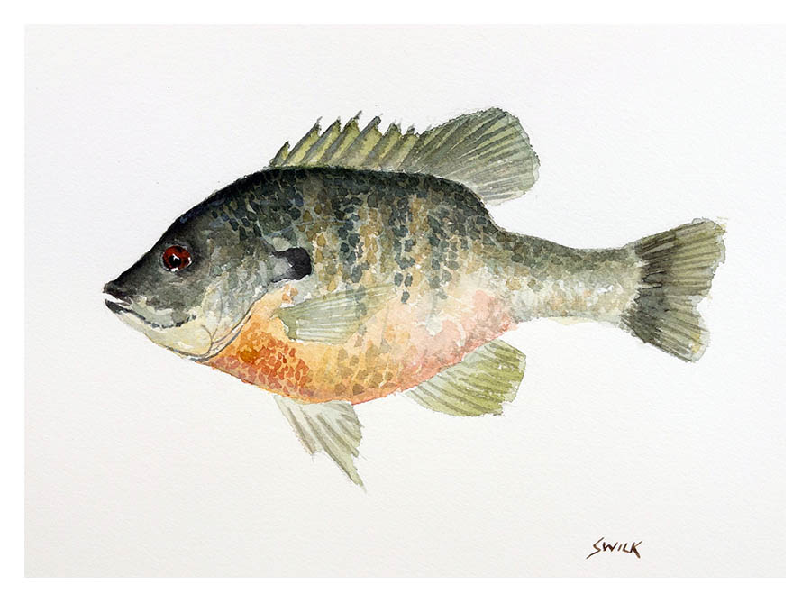 Sunfish Original Watercolor, Watercolor